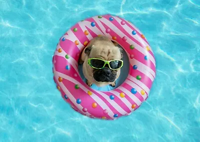 £3.99 • Buy A4| Pool Party Pug Poster Size A4 Dog Puppy Funny Donut Joke Poster Gift #16011