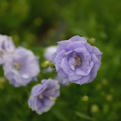 Campanula Plug Plants Bellflower Lavender Blue Double Flower Evergreen Pack Of 3 • £8.51