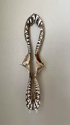 Shortfin Mako Shark Jaw • $170