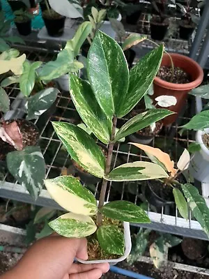Zamia Variegated With Shipping Express • $49