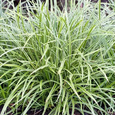 £7.95 • Buy 2x Carex 'Ice Dance' Jumbo Plug Plants GRASS ORNAMENTAL PERENNIAL -24HR DISPATCH