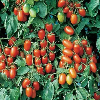 50 Seeds Juliet F1 Tomato Hybrid Heirloom Tomatoes Juicy Vegetable Garden • $3.69