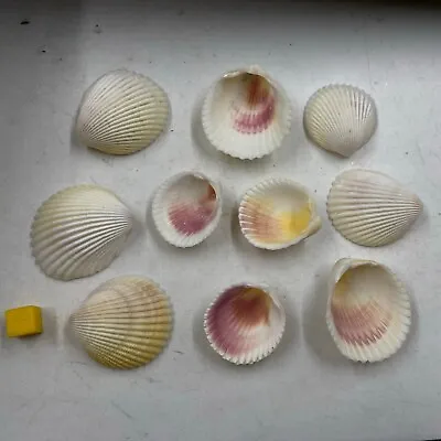 10 X Cockle Pacific Beach Seashells - Ideal For Arts Crafts & Jewellery Making • £8.40