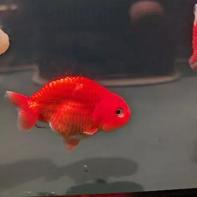 LIVE  Ranchu Goldfish 4.5-5Inch  • $89