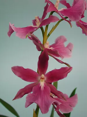 Orchid Plant Miltonia Spectabilis • $25