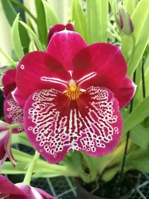 Charming Miltoniopsis Breathless 'florence' Orchid Blooming Size From Hawaii • $39.99