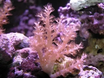 Kenya Tree Frag 3-4 Inch Beginner Live Leather Soft Coral  Reef Tank • $14.99
