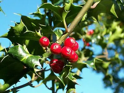 1 Holly / Ilex Aquifolium 'Alaska' In 9cm Pot Evergreen Hedging Plant • £9