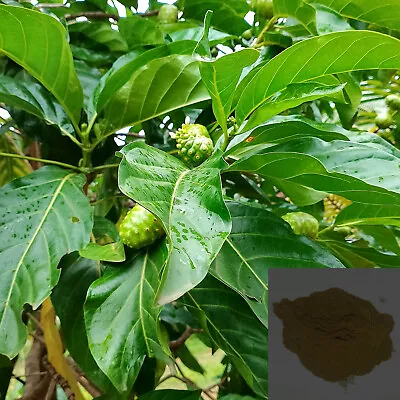 Organic Indian Mulberry (Morinda Citrifolia) Dried Leaf Powder Herbs (1 - 16 Oz) • $12.50