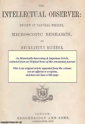 Rambles In Cornwall For Minerals And Ferns. An Original Uncommon Article From Th • £15.49