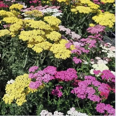 Yarrow (Achillea Millefolium) Live Plant Healthy Starter Plant For Pollinators • $6.49