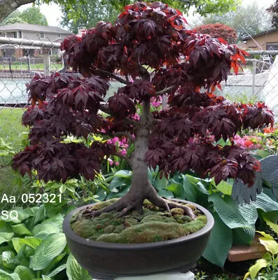 $5 • Buy Bloodgood Japanese Maple, Acer Palmatum Var. Atropurpureum, 15 Seeds