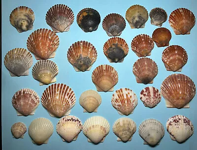 Lot 30 Colorful CALICO Sea Shell Scallop Seashells FL Gulf Beach Natural Finds • $10.50