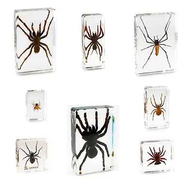 Real Office Insect Paperweight Spider Specimens - Tarantula Ghost Coin Orb Moss • £19.95