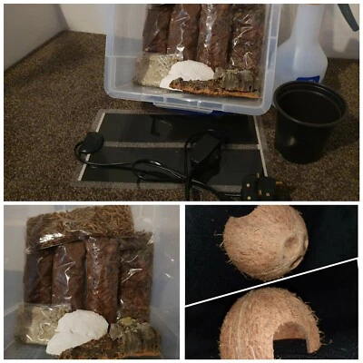 £27.67 • Buy Insects Direct-Complete African Land Snail Starter Kit With UK Plug Heat Mat