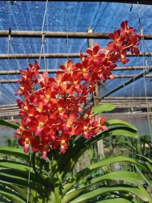 Vanda Orchid 5 Different Seedling Package See Description Orchids • $62