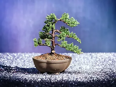 Japanese Dwarf Juniper Bonsai Tree #7421 • $129.95