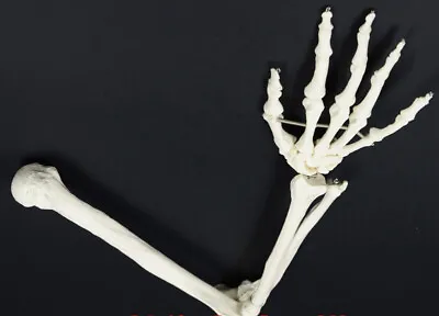 1:1 Upper Limb Bone Model Ulnaradiushumerushand Bone Human Skeleton Teaching  • $44.10