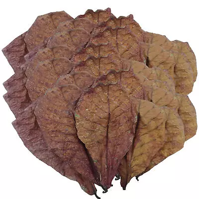 1 Bag Catappa Indian Almond Leaves Shrimp Betta Leaf Fish Aquarium PH Regulator • $20.27