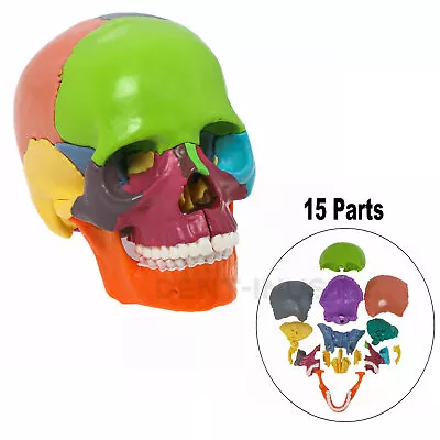 Anatomy Skull Model 15 Parts Human Anatomy Exploded Skull Palm-Sized Detachable • $35.99