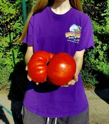 30+ Big Zac Tomato Seeds - World Record Size - Huge ----------------------- Rare • $2.88