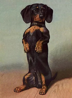 Dachshund Charming Dog Greetings Note Card Beautiful Begging Dog • $3.11