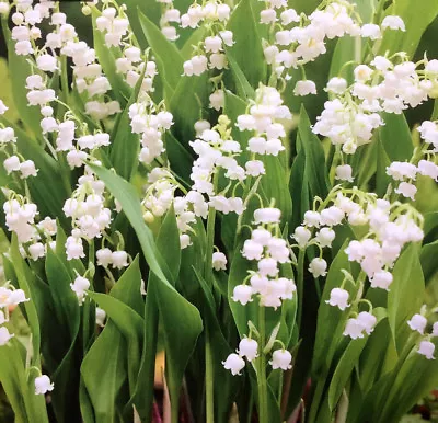 1-20 Lily Of The Valley (convallaria) Roots Perennial Garden Spring Summer Plant • £4.95