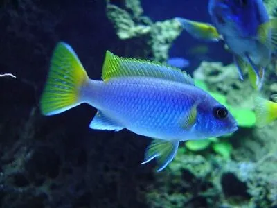 Pseudotropheus Sp.   Acei    ** Malawi Cichlid ** Mbuna • £6.99