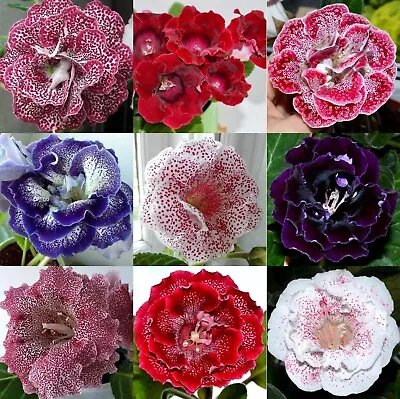 Gloxinia Sinningia Speciosa - SEEDS - VI EN ES - Varieties To Choose • £14.19