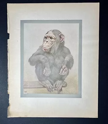 Antique BEAUTIFUL Book Plate From Children’s Book CUTE Baby Chimpanzee ART Chimp • $29.99
