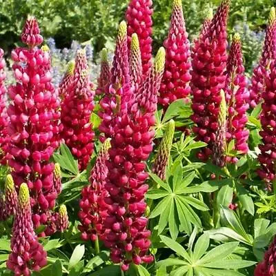 Russell Lupine MY CASTLE Red Perennial Hummingbirds Bees LOVE! Non-GMO 20 SEEDS • $3.98