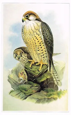 Lanner Falcon Bird Print Old Picture Joseph Wolf CNHPBOP#91 • £3.99