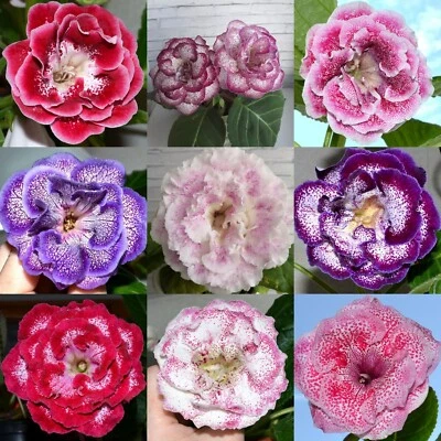 Gloxinia Sinningia Speciosa - SEEDS - AO NP TV - Varieties To Choose • £14.19
