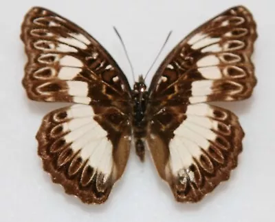 Butterfly X1 Female Euptera Kinugnana (Kenya) • $5.68