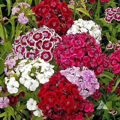 500+ MIXED Colors SWEET WILLIAM PINKS SEEDS Dianthus Barbatus Red Pink Flower US • $1.99