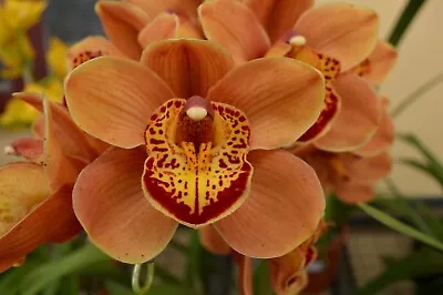 Cymbidium Orchid - Foxfire Amber Dural • $51