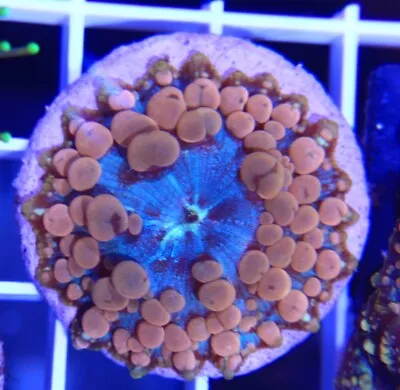 WYSIWYG-Neptune Bounce Mushroom Live Coral Frag 2'' • $99.99