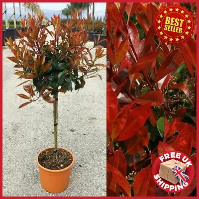 Red Robin Photinia Fraseri Lollipop Standard Tree 80-100cm Tall Each • £67.98