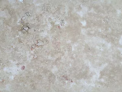 £1.49 • Buy Sample Of Filled Commercial Travertine Wall & Floor Tiles *CHEAPEST IN THE UK*