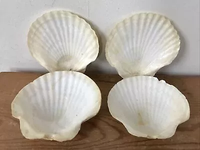 Set Lot 4 Natural Clam Scallop Sea Shells Caviar Baking Cooking Dishes 5.25  • $53.99