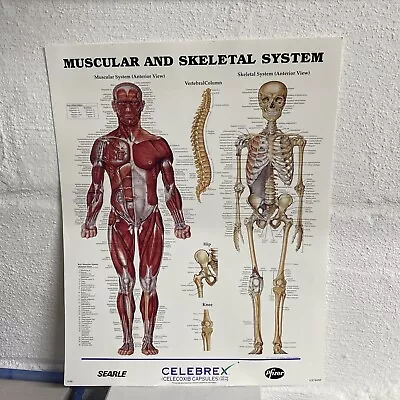 Vintage Medical Poster Muscular And Skeletal System Advertising Pfizer 14x11 • $16.95