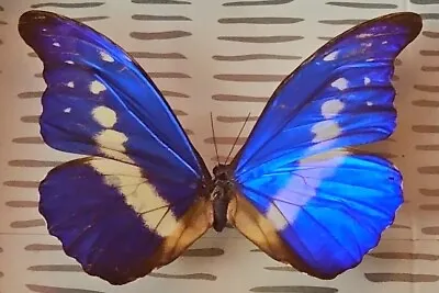 Real Brazilian Butterfly Metallic Blue Morpho Rhetenor Helena Framed & Beautiful • $178.88