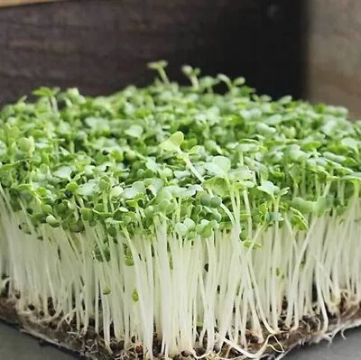 Bok Choy Cabbage MICROGREEN Seeds | Non-GMO | Heirloom | Seeds For Sprouting • $160