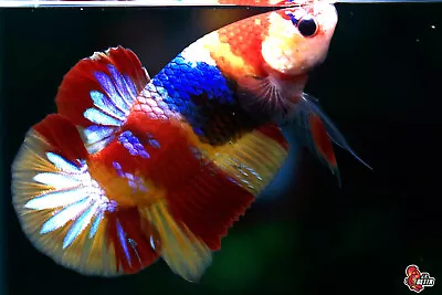 Live Betta Fish Aquarium Koi Nemo Multicolor Male Hmpk #F546 Thailand Seller • $10