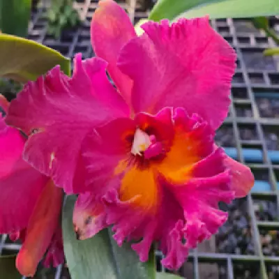 Cattleya Hybrid Flask (40 Plants Minimum) -Rlc.Chaweewan Sunset • $74