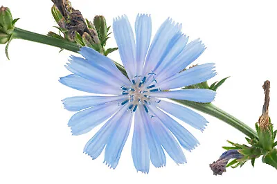 1000+ Chicory Seeds | Blue Dandelion | Perennial Medicinal Herb & Coffee Subst. • $2.30