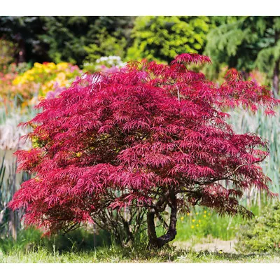 T&M Japanese Acer Maple Tree Palmatum Hardy In 7cm 10cm 3L & 3.5L Nursery Pots • £39.99