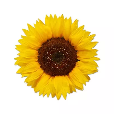 Beautiful Full Color Sunflower Sticker Yellow Vinyl Decal Real Laptop Phone Wall • $3.95