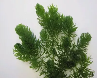 10 X Oxygenating Hornwort Weed (Ceratophyllum Demersum) Weighted Pond Tank • £10