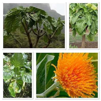 Cabbage Tree! Dendroseris Litoralis Fresh Seeds SUPER RARE IN UK!tropical Garden • £3.99